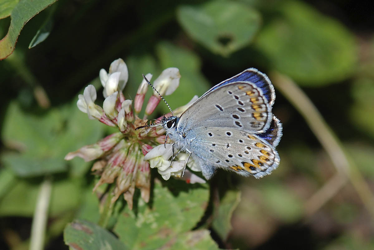 Plebejus argyrognomon?